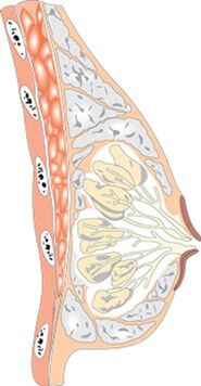 Struktura kobiecej piersi